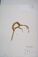 藏品(福氏石松)的圖片