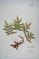 藏品(玉山茀蕨)的圖片