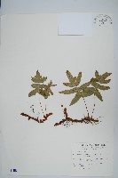 藏品(玉山茀蕨)的圖片