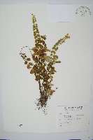 藏品(圓葉陵齒蕨)的圖片