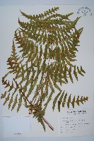 藏品(栗蕨)的圖片