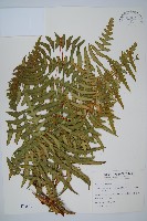 藏品(栗蕨)的圖片