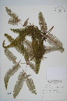 藏品(芒萁)的圖片