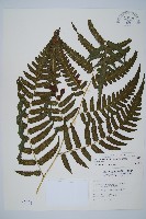 藏品(毛柄短腸蕨)的圖片