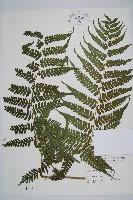 藏品(川上氏雙蓋蕨)的圖片