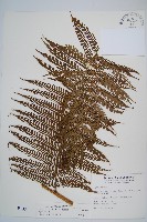 藏品(筆筒樹)的圖片