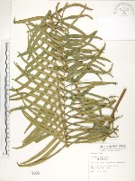 藏品(鱗蓋鳳尾蕨)的圖片