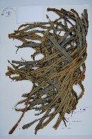 藏品(烏毛蕨)的圖片