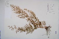 藏品(烏蕨)的圖片