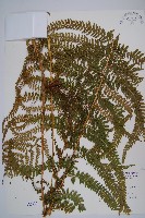 藏品(粗毛鱗蓋蕨)的圖片