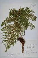 藏品(粗毛金星蕨)的圖片