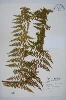 藏品(司氏碗蕨)的圖片