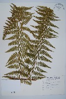 藏品(司氏碗蕨)的圖片