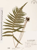 藏品(毛蕨)的圖片