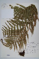 藏品(斜葉金星蕨)的圖片