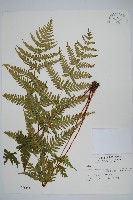 藏品(光囊紫柄蕨)的圖片