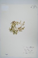 藏品(膜葉卷柏)的圖片