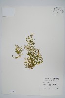 藏品(膜葉卷柏)的圖片