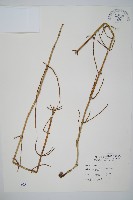 藏品(木賊)的圖片