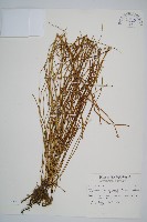 藏品(臺灣木賊)的圖片