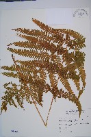 藏品(粗毛鱗蓋蕨)的圖片