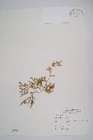 藏品(過山龍)的圖片