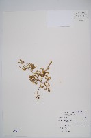 藏品(過山龍)的圖片