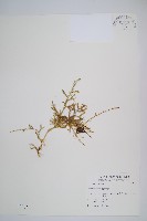 藏品(過山龍)的圖片
