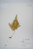 藏品(異葉卷柏)的圖片