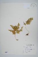 藏品(異葉卷柏)的圖片