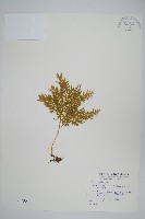 藏品(異葉卷柏)的圖片