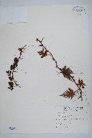 藏品(鱗葉陰石蕨)的圖片