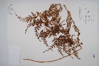 藏品(烏蕨)的圖片