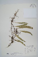 藏品(骨牌蕨)的圖片