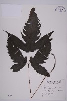 藏品(三叉蕨)的圖片