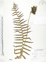 藏品(台灣毛蕨、台灣圓腺蕨)的圖片