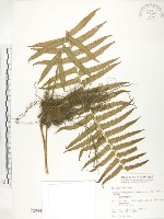 藏品(台灣毛蕨、台灣圓腺蕨)的圖片