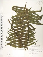 藏品(台灣毛蕨、台灣圓腺蕨)的圖片