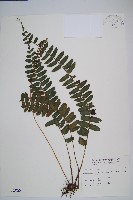 藏品(刺蕨)的圖片