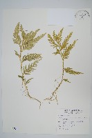 藏品(全緣卷柏)的圖片