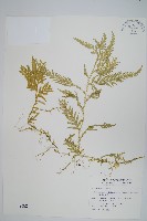 藏品(全緣卷柏)的圖片