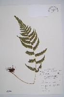 藏品(毛軸假蹄蓋蕨)的圖片