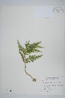 藏品(全緣卷柏)的圖片