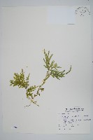 藏品(全緣卷柏)的圖片