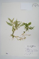 藏品(全緣卷柏)的圖片