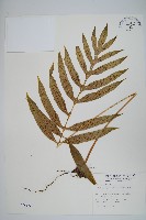藏品(大線蕨)的圖片