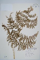 藏品(稀子蕨)的圖片