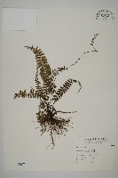 藏品(鞭葉鐵線蕨)的圖片