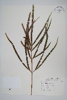 藏品(長葉鳳尾蕨)的圖片