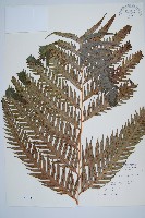 藏品(東方狗脊蕨)的圖片